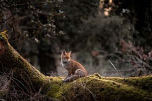 Red_ Fox_in_ Woodland_ Glade Wallpaper