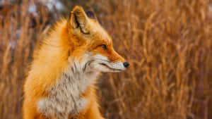 Red Fox Profile Autumn Backdrop Wallpaper