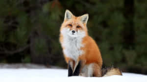 Red Foxin Snowy Forest Wallpaper