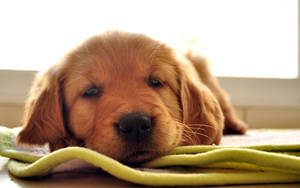 Red Golden Retriever Puppy Wallpaper