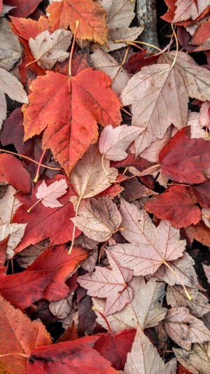 Red Green Maple Leaves Fall Iphone Wallpaper