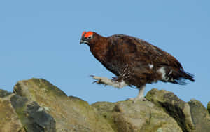 Red Grouse On Rocks.jpg Wallpaper