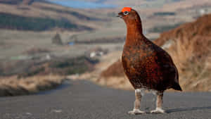 Red Grouse Standingon Roadside Wallpaper