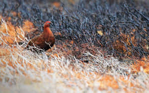 Red Grousein Burnt Heathland Wallpaper