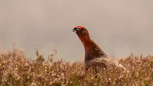 Red Grousein Heather.jpg Wallpaper