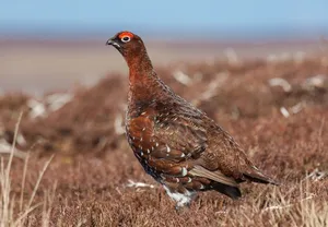 Red Grousein Moorland Habitat.jpg Wallpaper