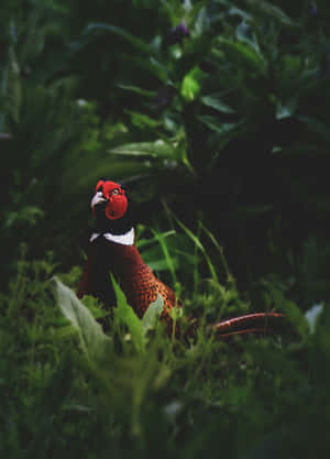 Red Headed Pheasantin Greenery.jpg Wallpaper