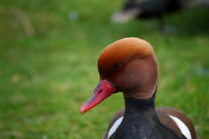 Red Headed Pochard Duck Portrait Wallpaper