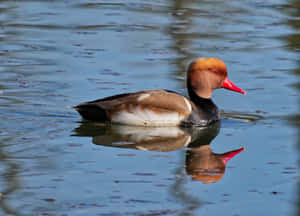 Red Headed Pochard Duck Reflection Wallpaper