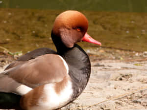 Red Headed Pochard Duck Resting Wallpaper