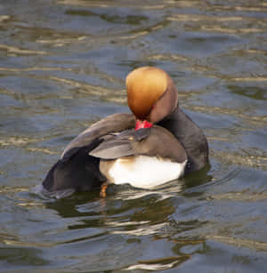 Red Headed Pochard Duck Restingon Water.jpg Wallpaper