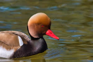 Red Headed Pochard Duck Swimming Wallpaper