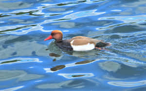 Red Headed Pochard Duck Swimming Wallpaper