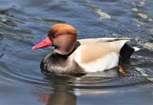 Red Headed Pochard Duck Swimming Wallpaper