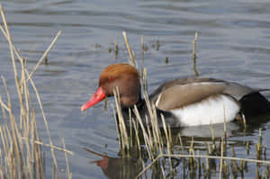 Red Headed Pochard Duckin Water Wallpaper