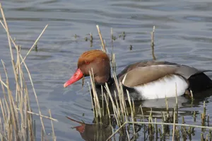 Red Headed Pochard Duckin Water Wallpaper
