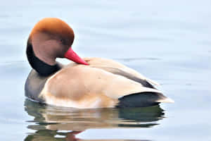 Red Headed Pochard On Water Wallpaper