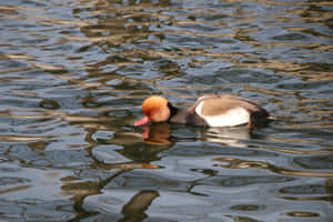 Red Headed Pochard Swimming Wallpaper