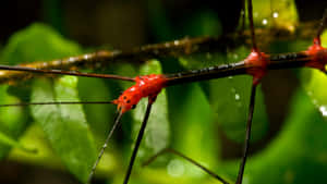 Red Headed Walkingstick In Nature.jpg Wallpaper