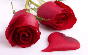 Red Heart Petal Rose Flowers Wallpaper