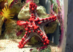 Red Knobbed Starfish Aquarium Scene Wallpaper