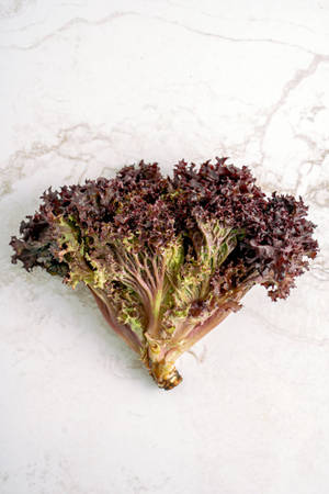 Red Leaf Lettuce Wallpaper