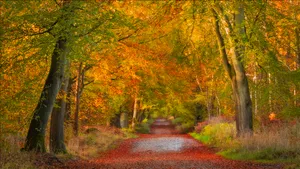 Red Leaf Litters Beautiful Autumn Desktop Wallpaper