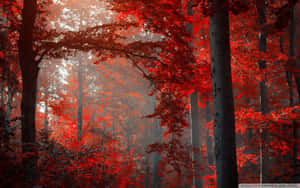 Red Leaves In The Forest Wallpaper