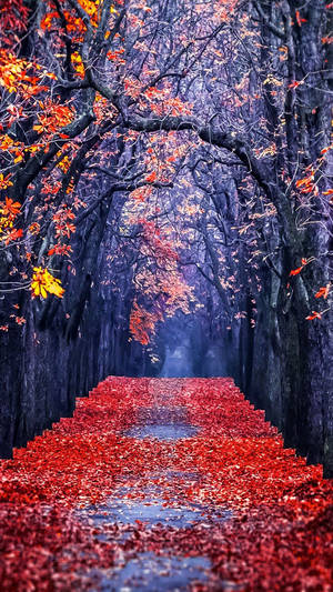 Red Leaves Orange Trees Fall Iphone Wallpaper