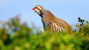 Red Legged Partridgein Nature.jpg Wallpaper