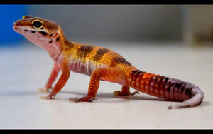 Red Leopard Gecko Standing Wallpaper