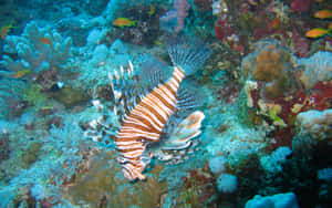 Red Lionfish Coral Reef Habitat.jpg Wallpaper