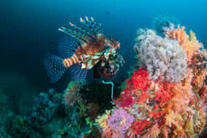 Red Lionfish Coral Reef Underwater Wallpaper