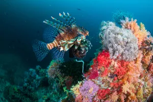 Red Lionfish Coral Reef Underwater Wallpaper