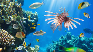 Red Lionfish Coral Reef Underwater Scene Wallpaper