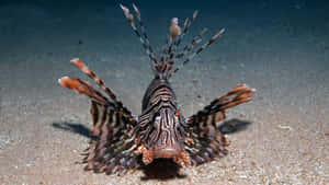 Red Lionfish Spreading Fins Wallpaper