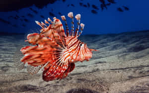 Red Lionfish Swimming Underwater.jpg Wallpaper