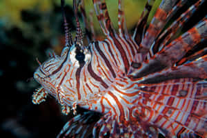 Red Lionfish Underwater Display Wallpaper