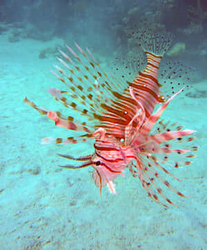 Red Lionfish Underwater Photography Wallpaper