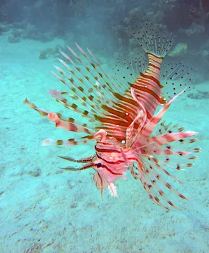Red Lionfish Underwater Photography Wallpaper