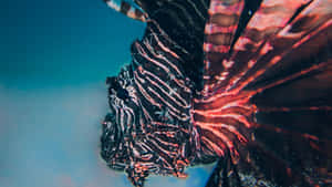 Red Lionfish Underwater Profile Wallpaper