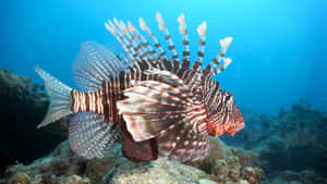 Red Lionfish Underwater Scene Wallpaper