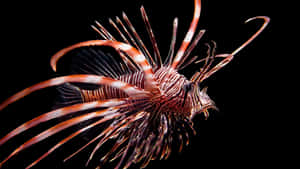 Red Lionfishin Black Water Wallpaper