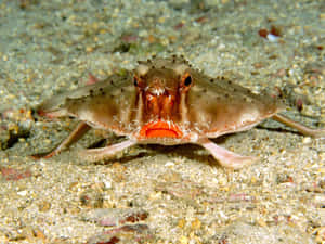 Red Lipped Batfish On Seafloor Wallpaper