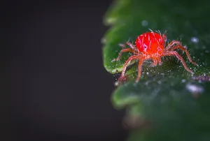 Red Mite On Leaf Wallpaper
