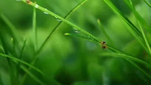 Red Miteon Green Grass Blade Wallpaper