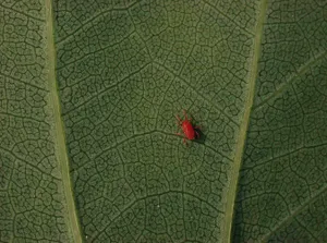 Red Miteon Green Leaf Wallpaper