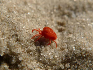 Red Miteon Sand Grains Wallpaper
