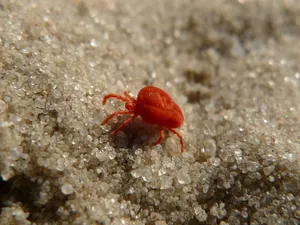 Red Miteon Sand Grains Wallpaper