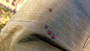 Red Miteson Fabric Wallpaper